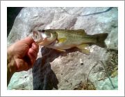 fish8310502