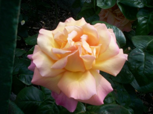 RoseLndn100_0603
