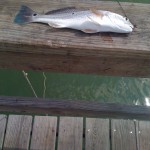 fgsFishIMG_0800