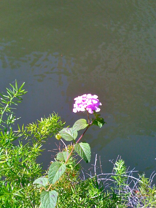 bclFlwLiIMG_0991