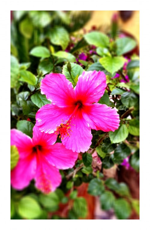 pink hibiscus