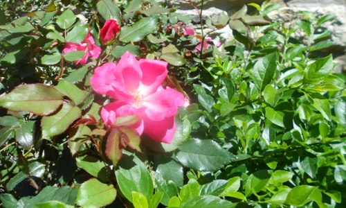 Partial Rose