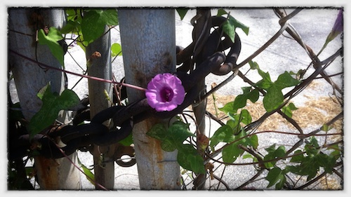 IMG_2915 KW Morning Glory