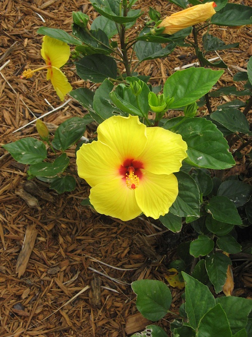 IMG_2941 Yellow Hibiscus