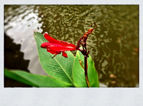 Winter Lily on the Riverwalk