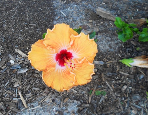 Port Royal Hibiscus