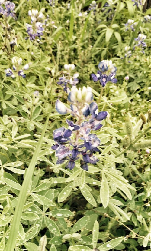 Bluebonnet 