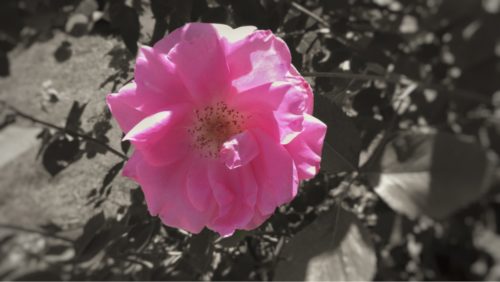 Museum Rose