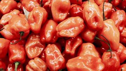 Hot Habanero