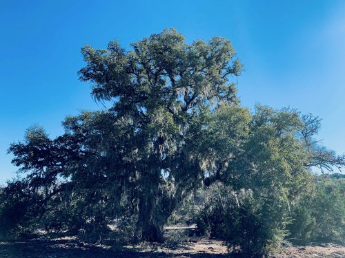 Live Oak