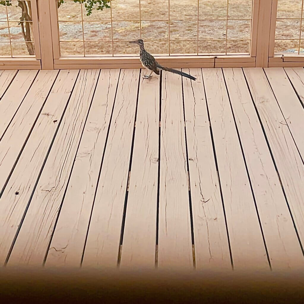 Roadrunner