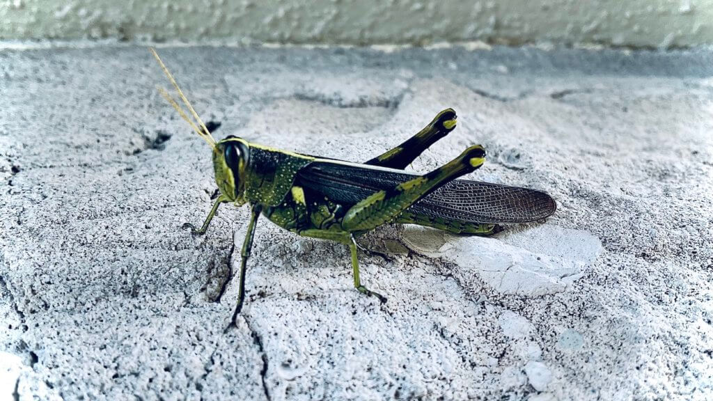 grasshoppa